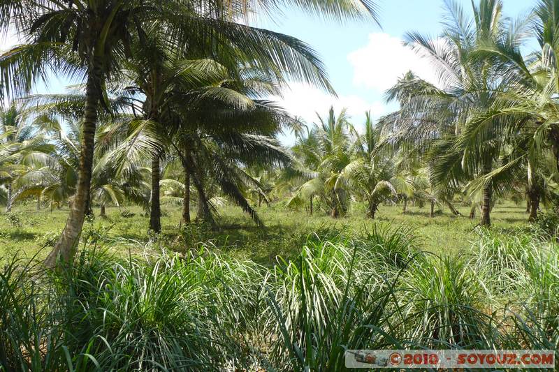 Zanzibar - Spice Tour
Mots-clés: plante