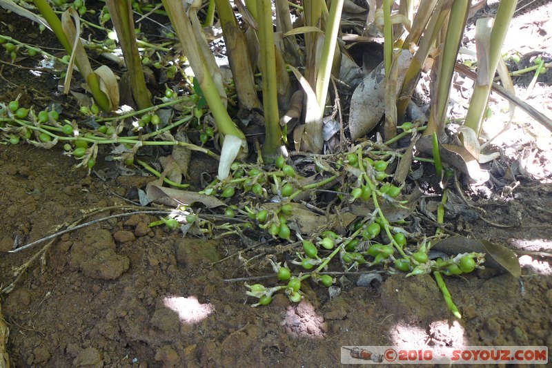 Zanzibar - Spice Tour
Mots-clés: plante