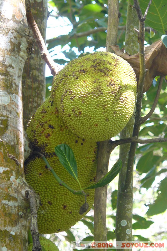 Zanzibar - Spice Tour - Jack Fruit
Mots-clés: plante fruit