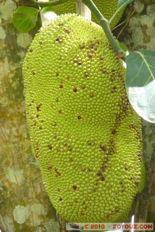 Zanzibar - Spice Tour - Jack Fruit
Mots-clés: plante fruit