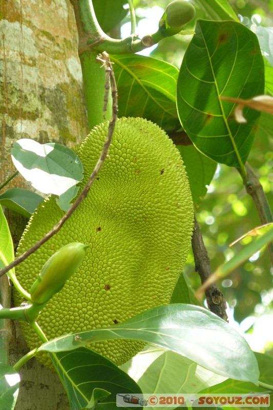 Zanzibar - Spice Tour - Jack Fruit
Mots-clés: plante fruit