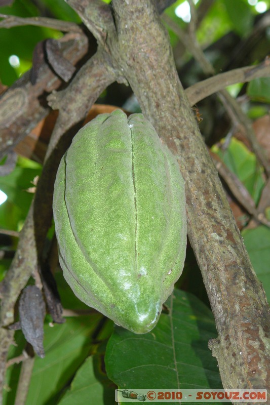 Zanzibar - Spice Tour - Cacao
Mots-clés: fruit