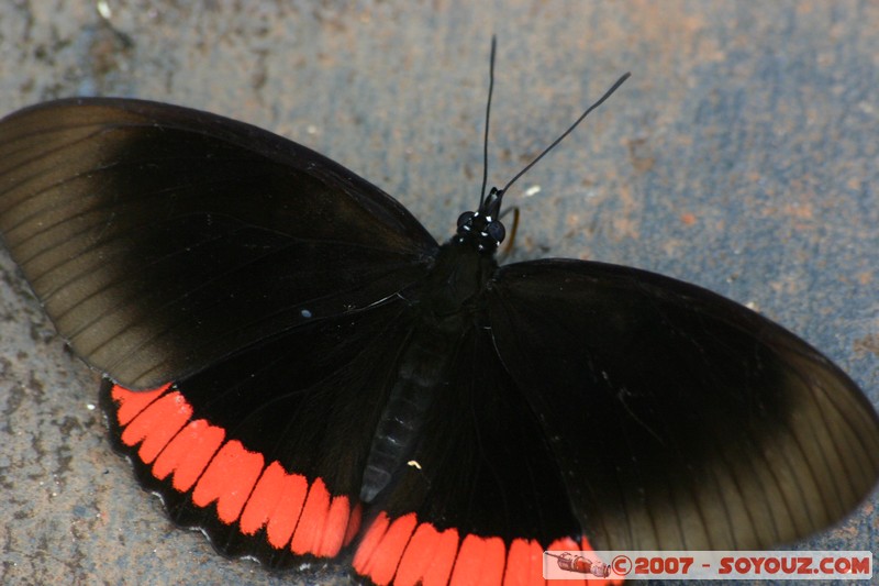 Cataratas del Iguazu - Mariposa (papillon)
Mots-clés: papillons papillon animals