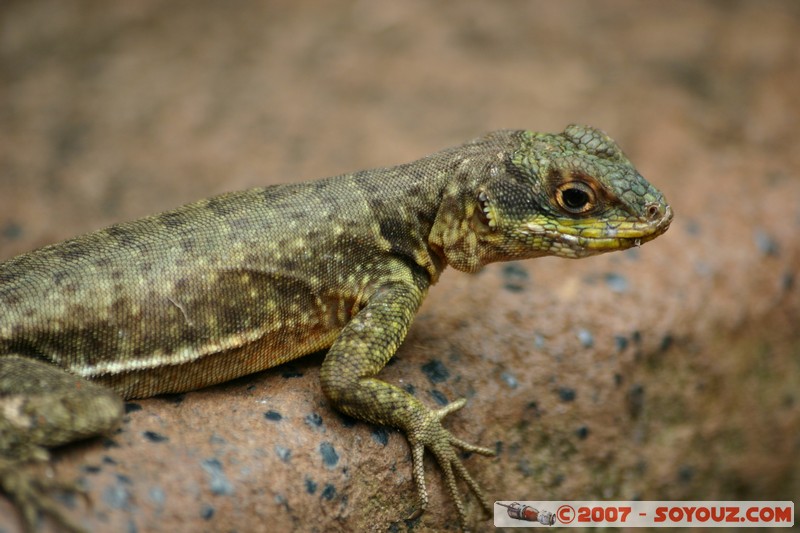 Cataratas del Iguazu - lézard
Mots-clés: lezard animals