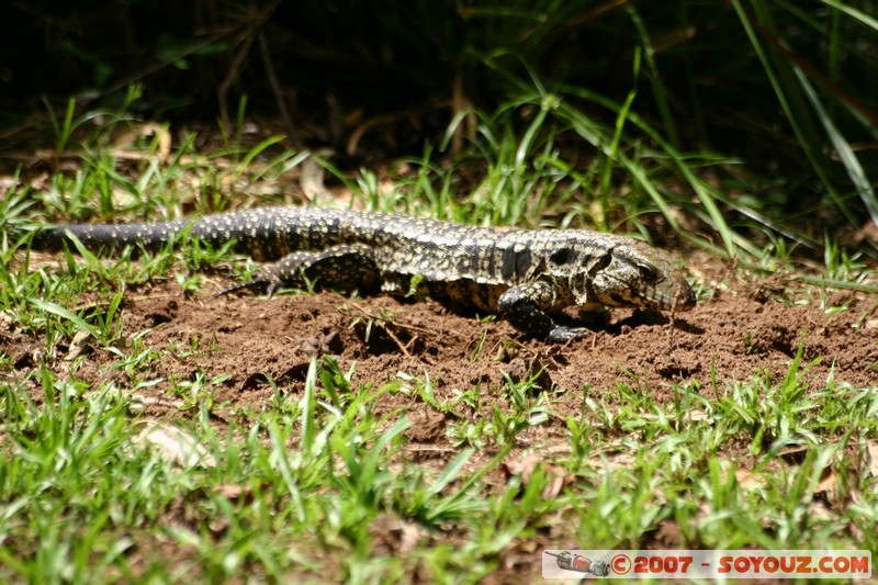 Cataratas del Iguazu - lézard
