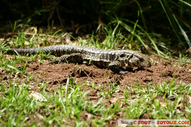 Cataratas del Iguazu - lézard
