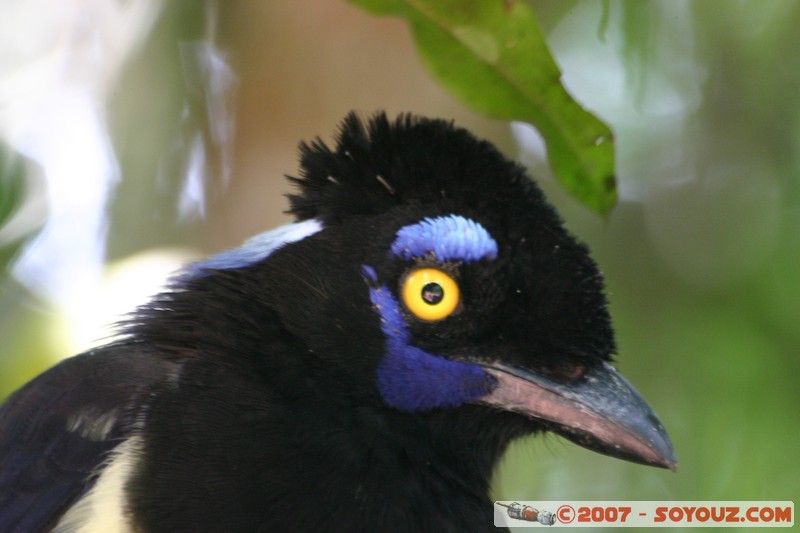 Cataratas del Iguazu - Urraca Comun
Mots-clés: oiseau animals