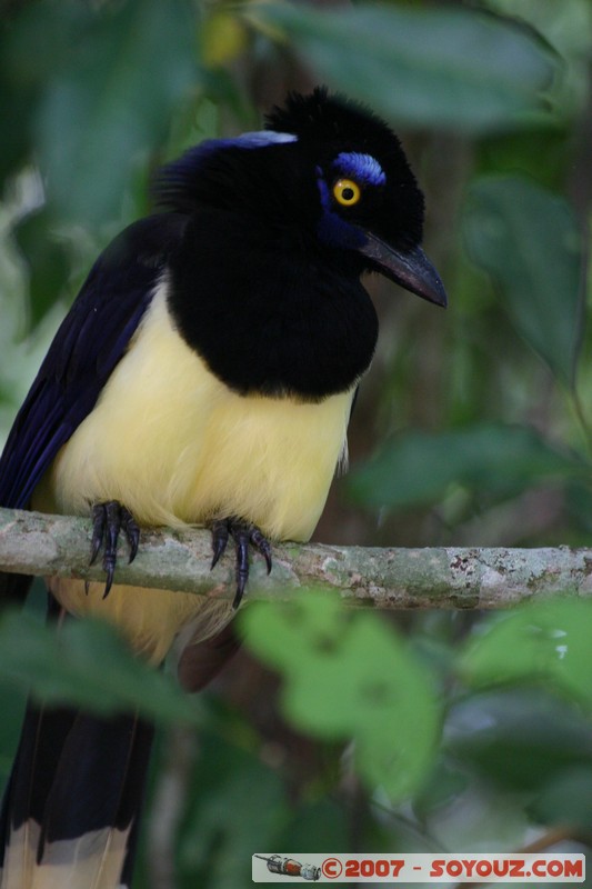 Cataratas del Iguazu - Urraca Comun
Mots-clés: oiseau animals