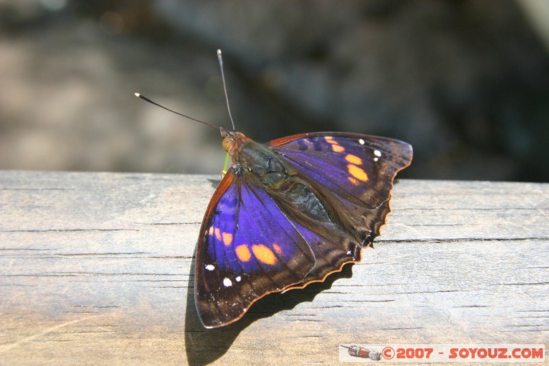 Cataratas del Iguazu - Mariposa (papillon)
Mots-clés: papillon animals