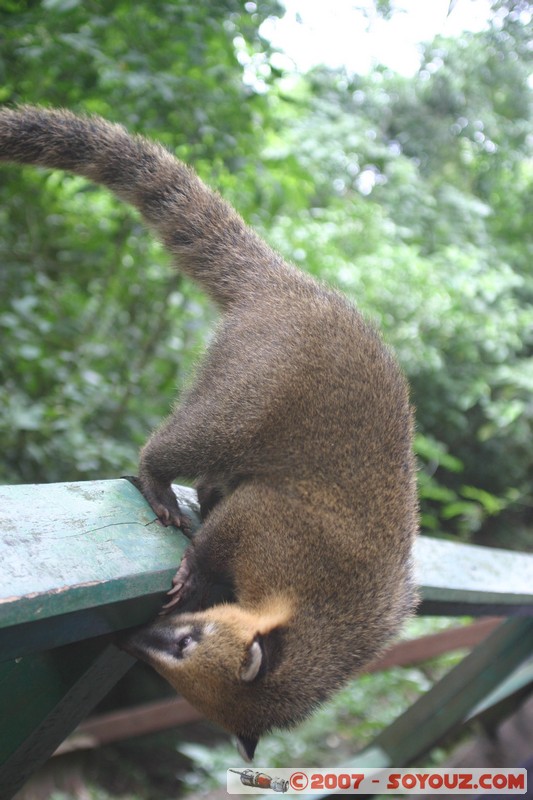Brazil - Parque Nacional do Iguaçu - Coati
Mots-clés: animals coati