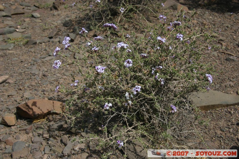 Ruta 33 - Parque National Los Cardones
