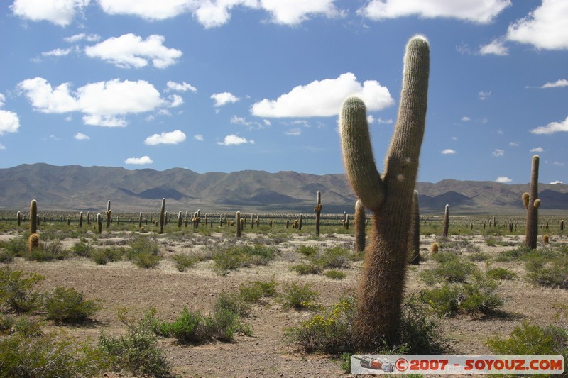 Ruta 33 - Parque National Los Cardones
