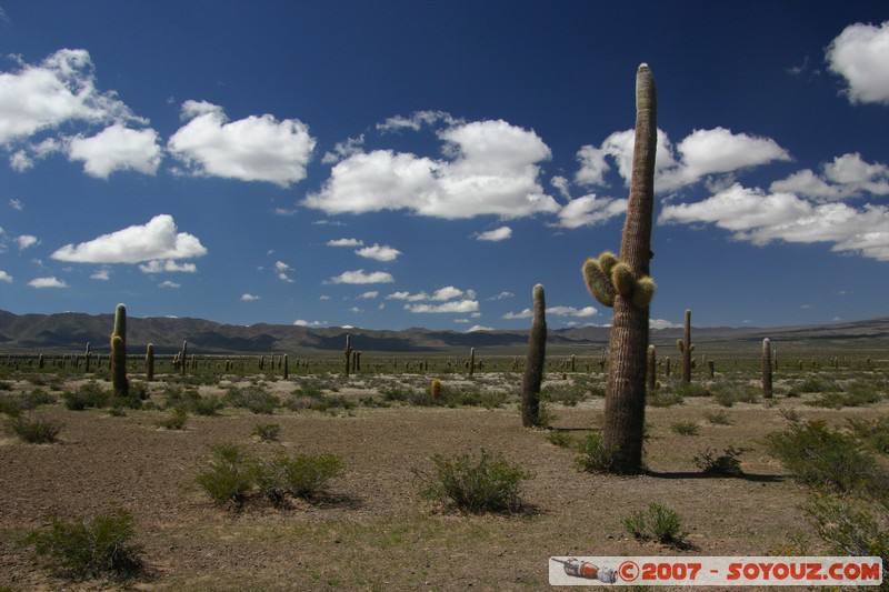 Ruta 33 - Parque National Los Cardones
