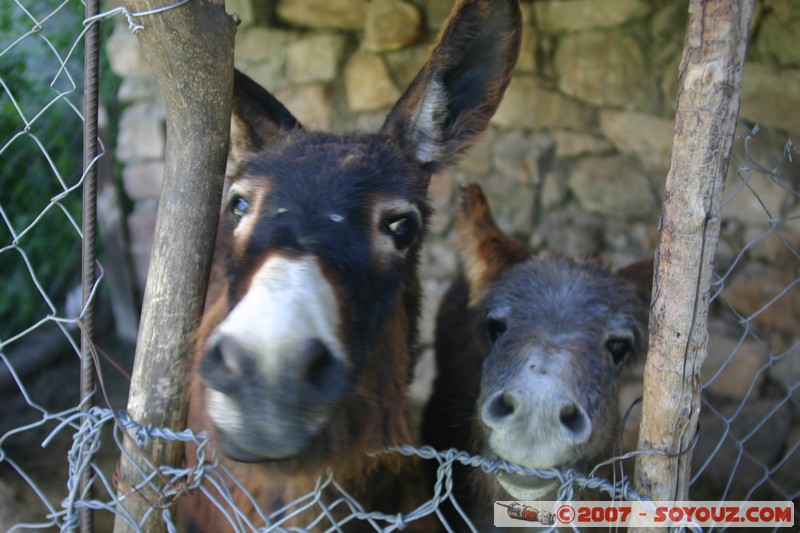 Ruta 33 - El Maray - ânes
Mots-clés: animals ane