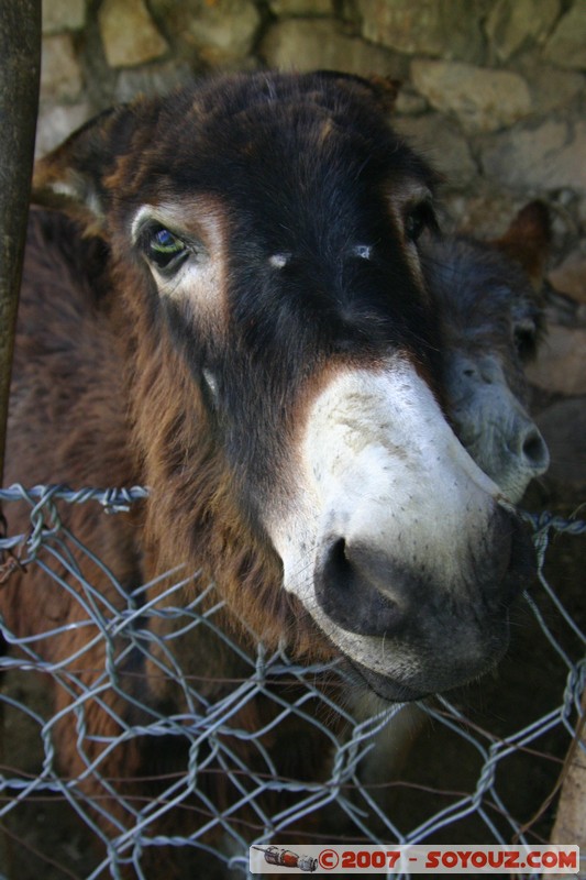 Ruta 33 - El Maray - âne
Mots-clés: animals ane