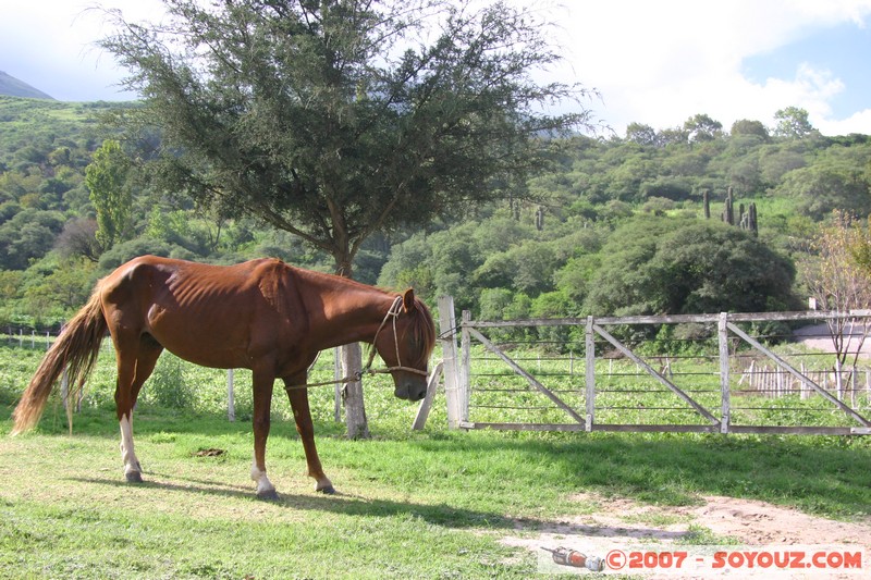 Ruta 33 - El Maray - cheval
Mots-clés: animals cheval