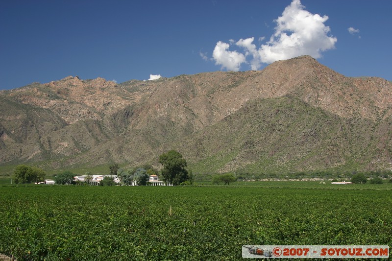 Cafayate - Bodega Penalva Frias
Mots-clés: vignes