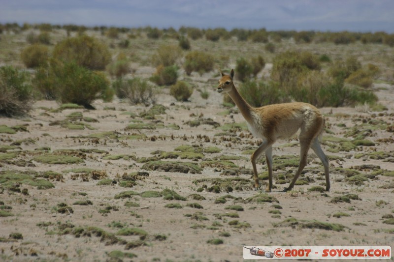 Ruta 40 - Vicuna
Mots-clés: animals vigogne