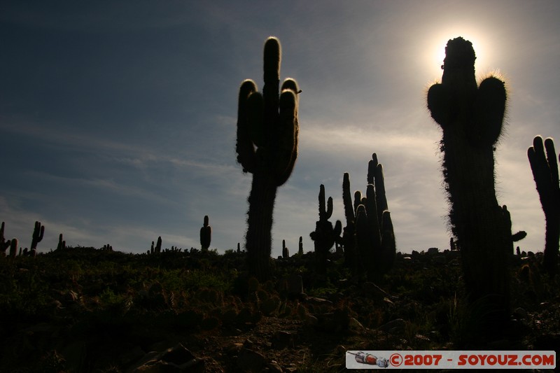 Pucara de Tilcara - Sector de la Entrada - Cardons
