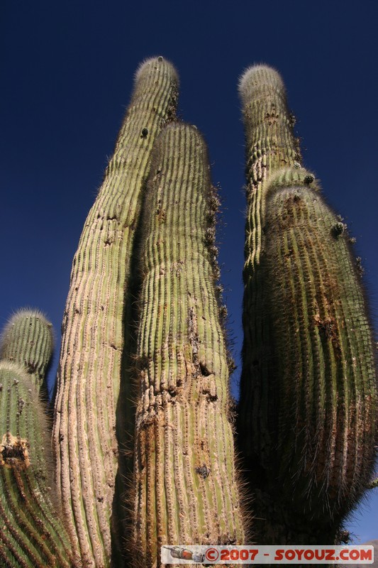 Pucara de Tilcara - Sector de la Entrada - Cardons
