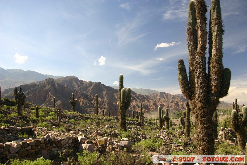 Pucara de Tilcara - Sector de la Entrada - Cardons
Mots-clés: Ruines Ruines pre-inca