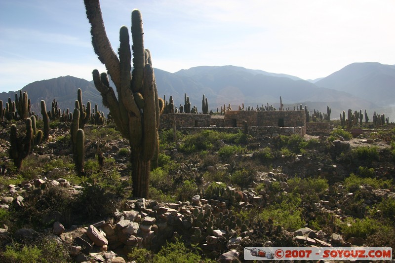 Pucara de Tilcara - Sector de la Entrada - Cardons
Mots-clés: Ruines Ruines pre-inca