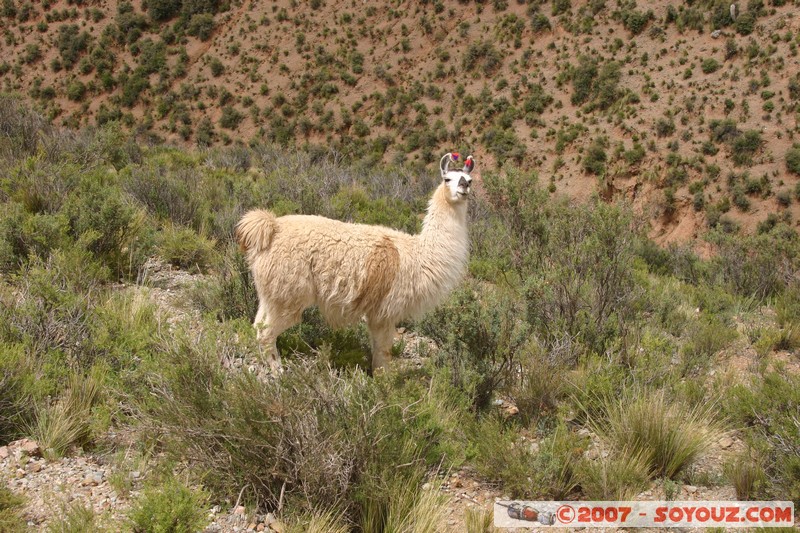 El Sillar - Lama
Mots-clés: animals Lama