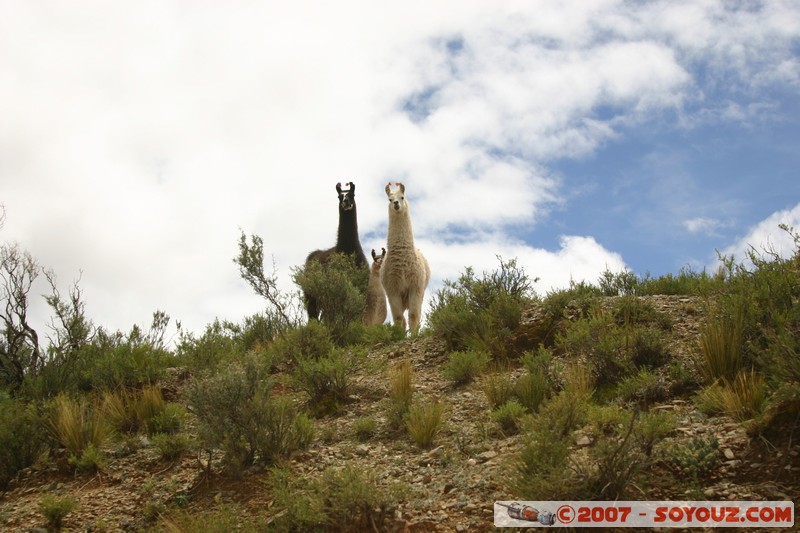 El Sillar - Lama
Mots-clés: animals Lama