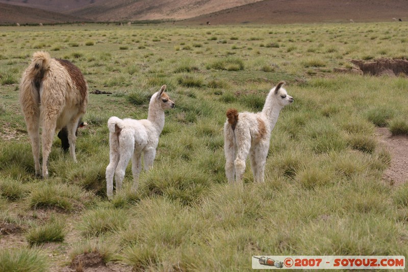 El Sillar - Lama
Mots-clés: animals Lama