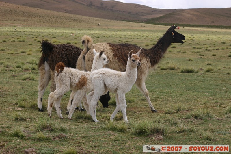 El Sillar - Lama
Mots-clés: animals Lama