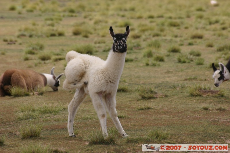 El Sillar - Lama
Mots-clés: animals Lama