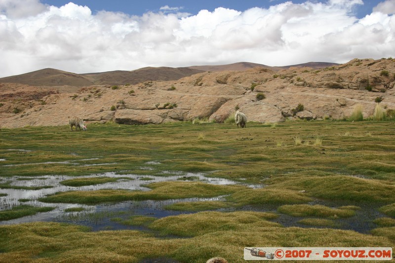 Pampa Lagunillas
