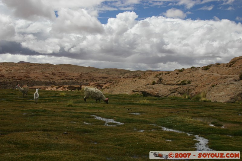 Pampa Lagunillas
