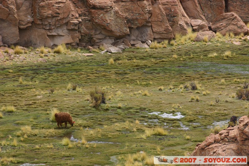 Pampa Lagunillas
Mots-clés: animals Lama