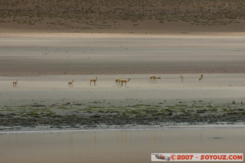 Laguna Hedionda
Mots-clés: animals Vicuna