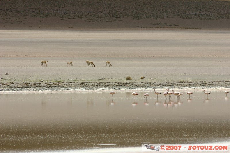 Laguna Hedionda
Mots-clés: animals flamand rose Vicuna