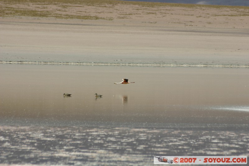 Laguna Hedionda - Flamands Rose - Flamenco de James
Mots-clés: animals flamand rose