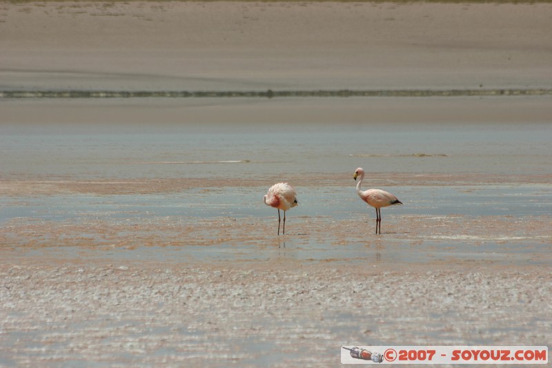 Laguna Hedionda - Flamands Rose - Flamenco de James
Mots-clés: animals flamand rose