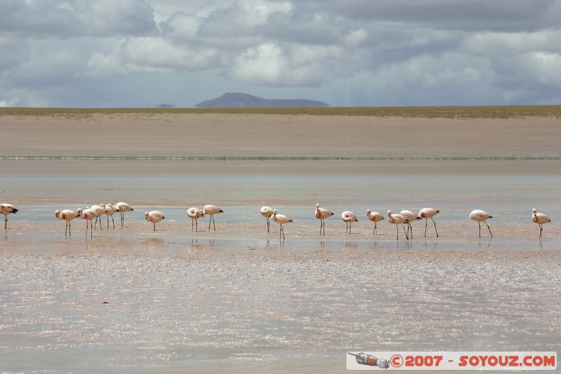 Laguna Hedionda - Flamands Rose - Flamenco de James
Mots-clés: animals flamand rose