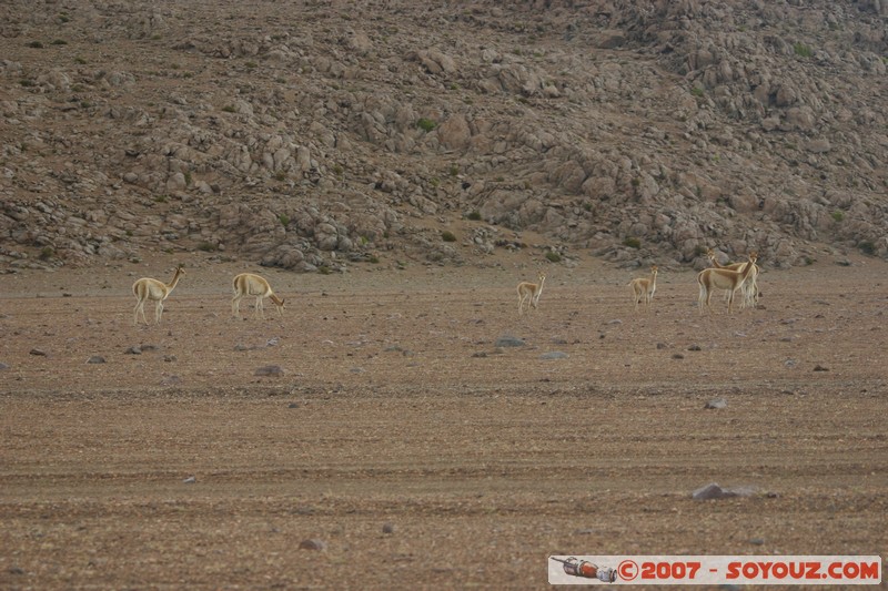 Vicuna
Mots-clés: animals Vicuna