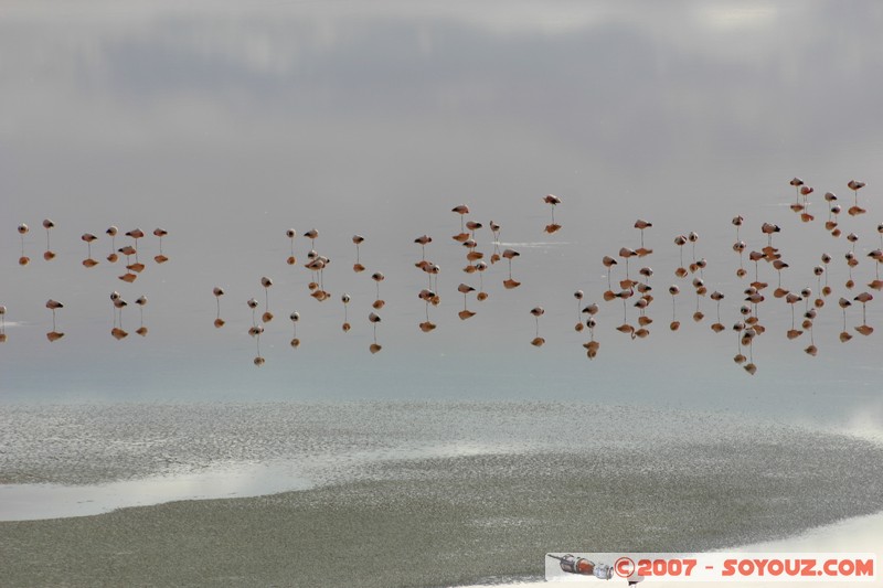 Laguna Colorada - Flamands Roses - Flamenco Andino
Mots-clés: animals flamand rose