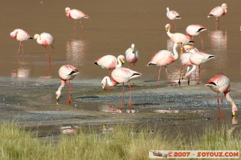 Laguna Colorada - Flamands Roses - Flamenco de James
Mots-clés: animals flamand rose