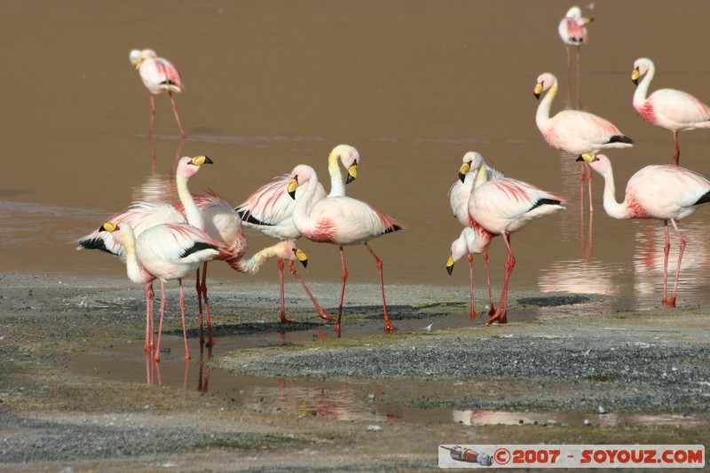 Laguna Colorada - Flamands Roses - Flamenco de James
Mots-clés: animals flamand rose