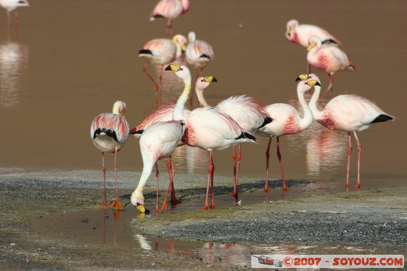 Laguna Colorada - Flamands Roses - Flamenco de James
Mots-clés: animals flamand rose