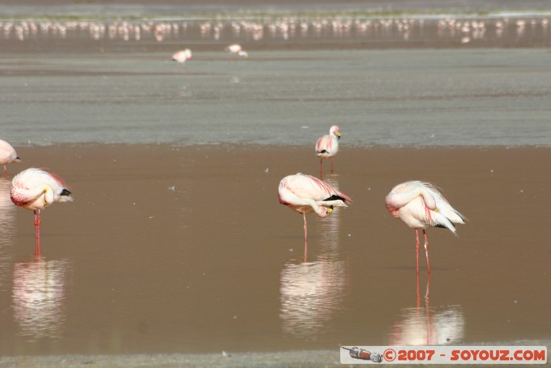 Laguna Colorada - Flamands Roses - Flamenco de James
Mots-clés: animals flamand rose