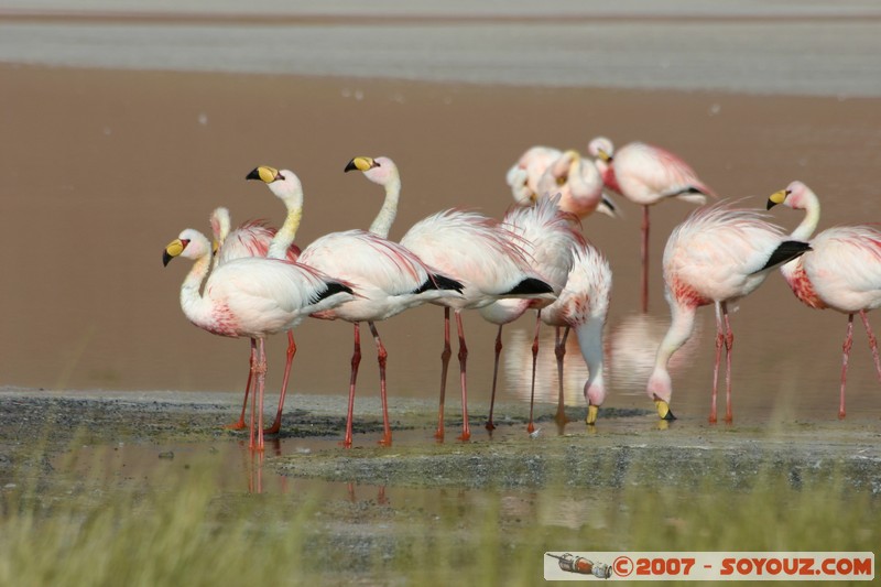 Laguna Colorada - Flamands Roses - Flamenco de James
Mots-clés: animals flamand rose