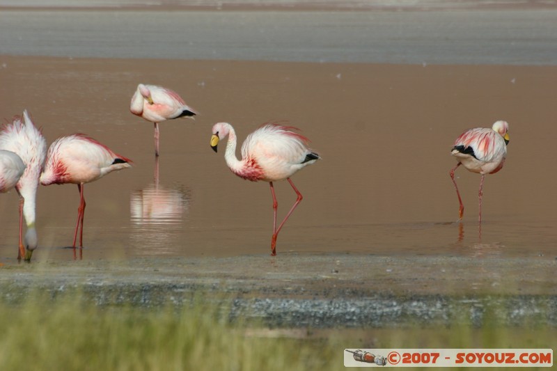 Laguna Colorada - Flamands Roses - Flamenco de James
Mots-clés: animals flamand rose