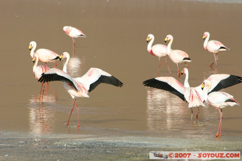 Laguna Colorada - Flamands Roses - Flamenco de James
Mots-clés: animals flamand rose