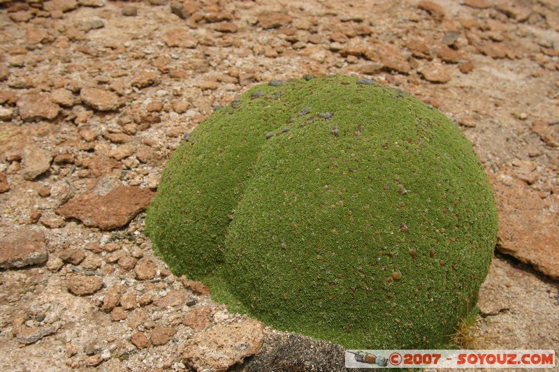 zone du volcan Ollague - Lareta
