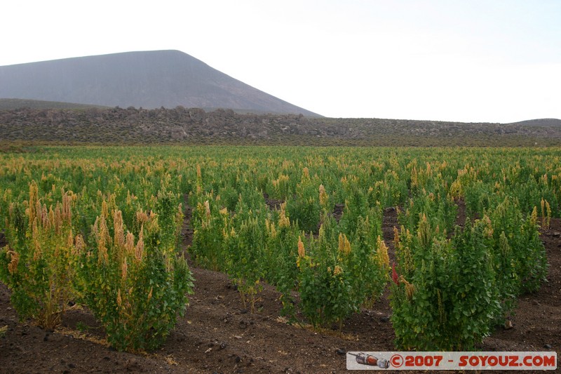 Quinoa
Mots-clés: plante quinoa